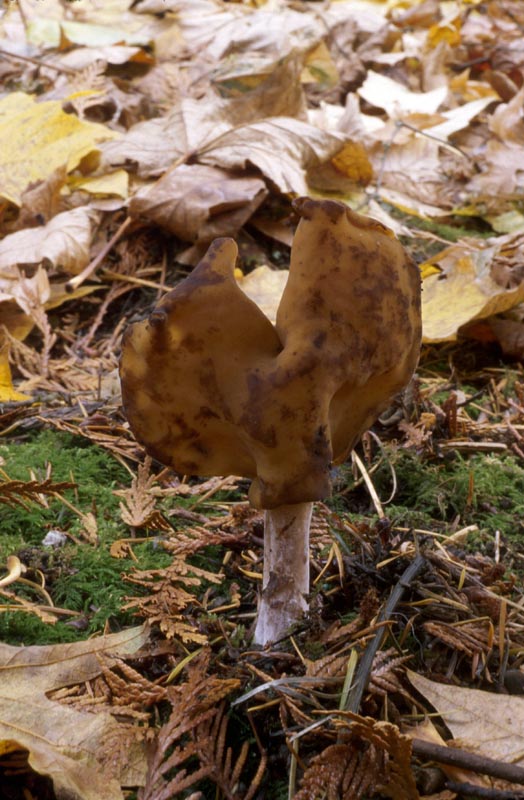 Gyromitra infula